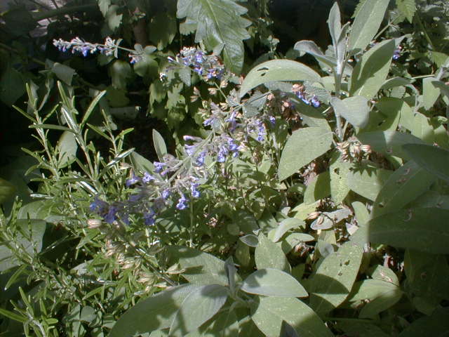 Pic00033.jpg (64833 Byte)